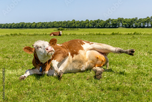 Obraz na płótnie Silly cow getting up, udder showing, turning eyeball, stretched out in the pasture, relaxed and lazy lying, in Holland, copy space w salonie