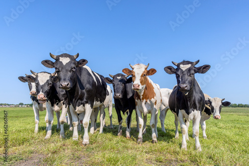 Group cows together gathering in a field, happy and joyful and a blue sky