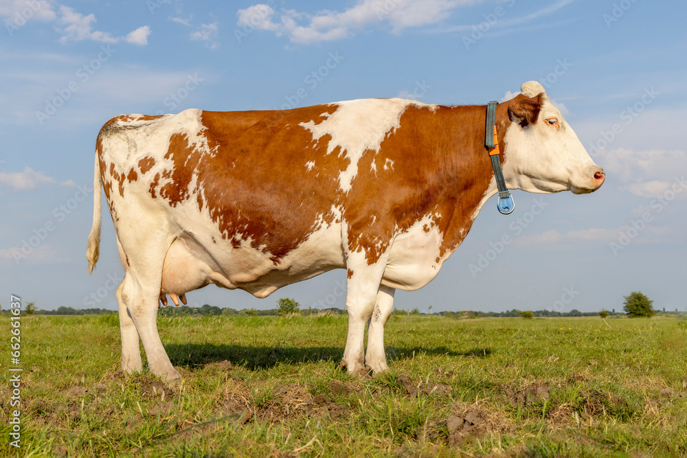 Side cow udder and teat in a field, horizon over land, standing full length happy and relaxed and a bright blue sky Side cow udder and teat in a field, horizon over land, standing full length happy and relaxed and a bright blue sky