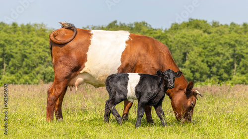 Dutch Belted cow calf, Lakenvelder cattle, livestock full length, grazing and looking at camera, side view in a green field