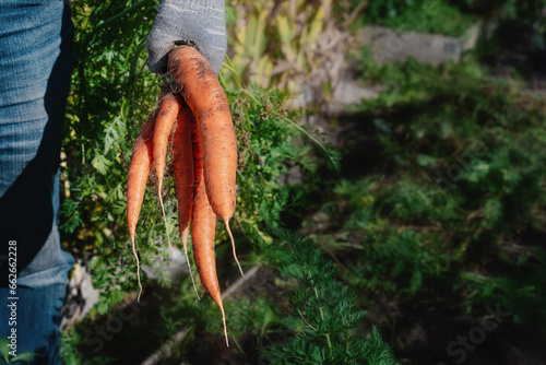 Fresh carrots from the garden in your hands. Harvest of young carrots. Harvesting of ripened crops. Growing natural vegetables in your own garden. Selective focus