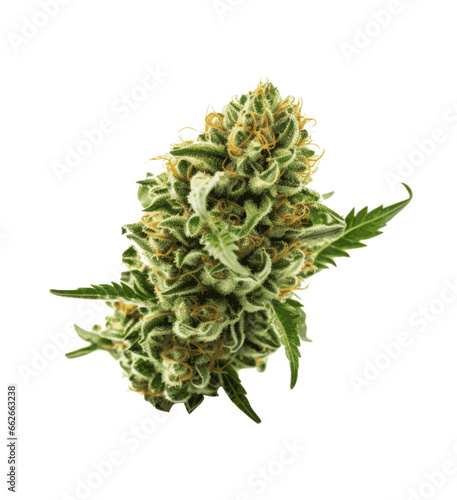 Vector Marijuana Cannabis Bud with Leaves