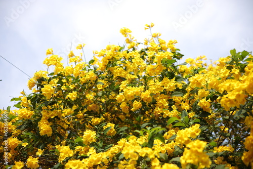 Yellow tecoma stans blooming at summer