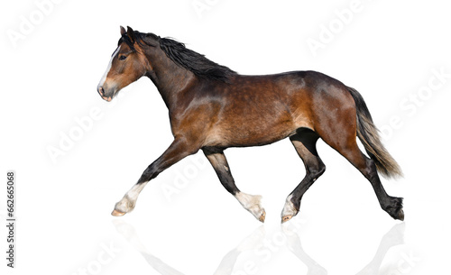young welsh pony horse trotting on white background