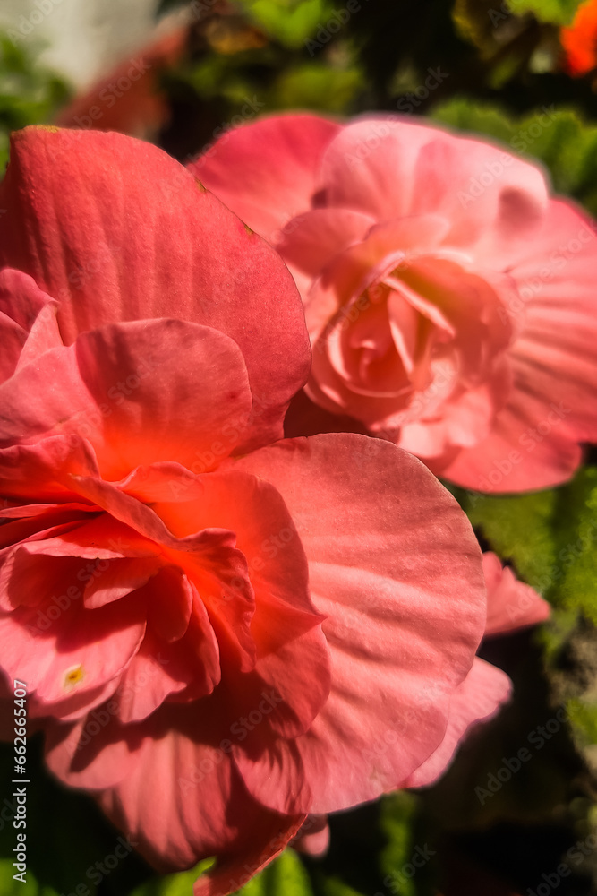 Begonia flower in the garden in pink color Begonia flower in the garden in pink color