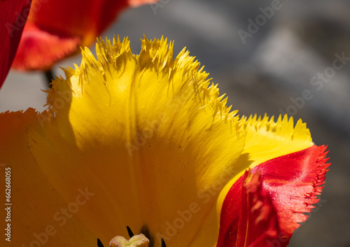 Yellow and red tulip flower blooming in a garden photo