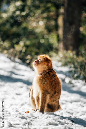 monkey in snow © Taya