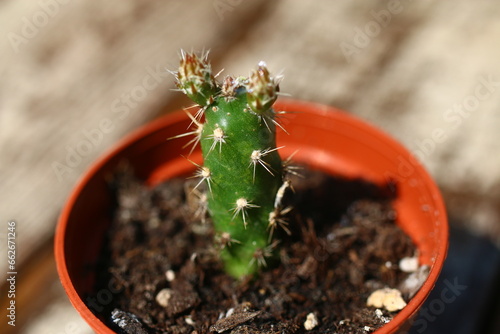 Opuncja kaktus fragilis Duel opuntia