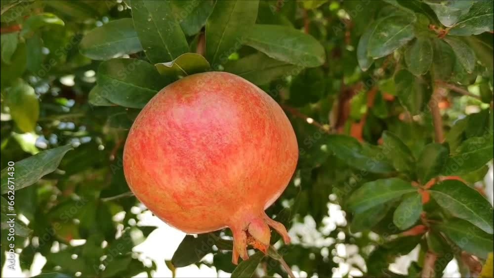 Red round ripe pomegranates on the branches of a tree with green leaves Red round ripe pomegranates on the branches of a tree with green leaves