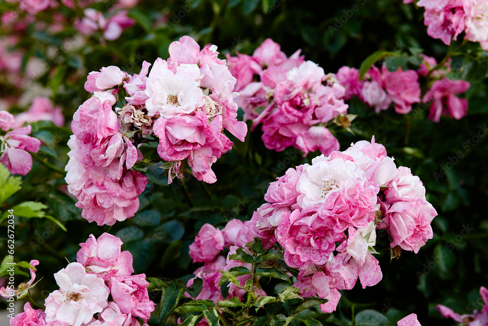 Close up of bush with pink roses blooming and faded Close up of bush with pink roses blooming and faded