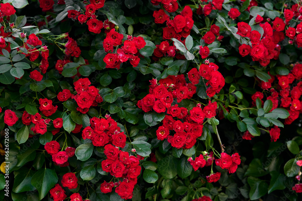 Bushes of bright red roses on a green background