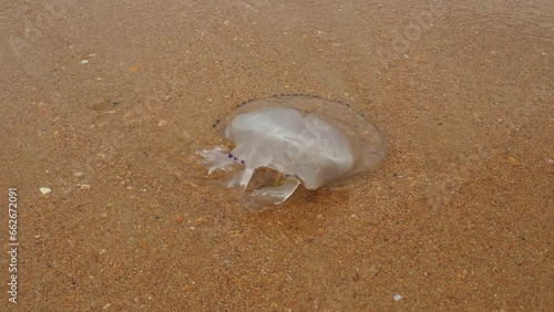 Rhizostoma pulmo is a species of jellyfish from the Rhizostomatidae family of the order Rhizostomeae. The jellyfish washed up on the sandy shore of Black Sea. Ecosystem pollution animal extinction photo