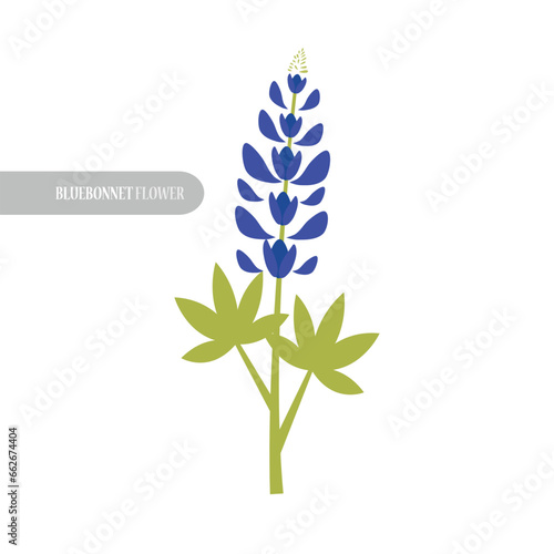bluebonnet flower design vector illustration photo