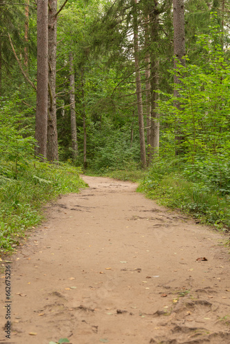 A path in the middle of the forest with leaves in autumn