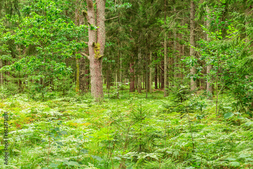 Beautiful forest landscape with trees  bushes  paths in the middle of summer