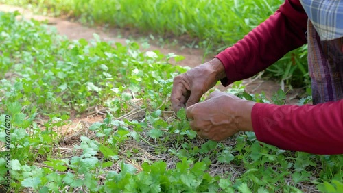 Farmer selecting and harvesting corianders. photo