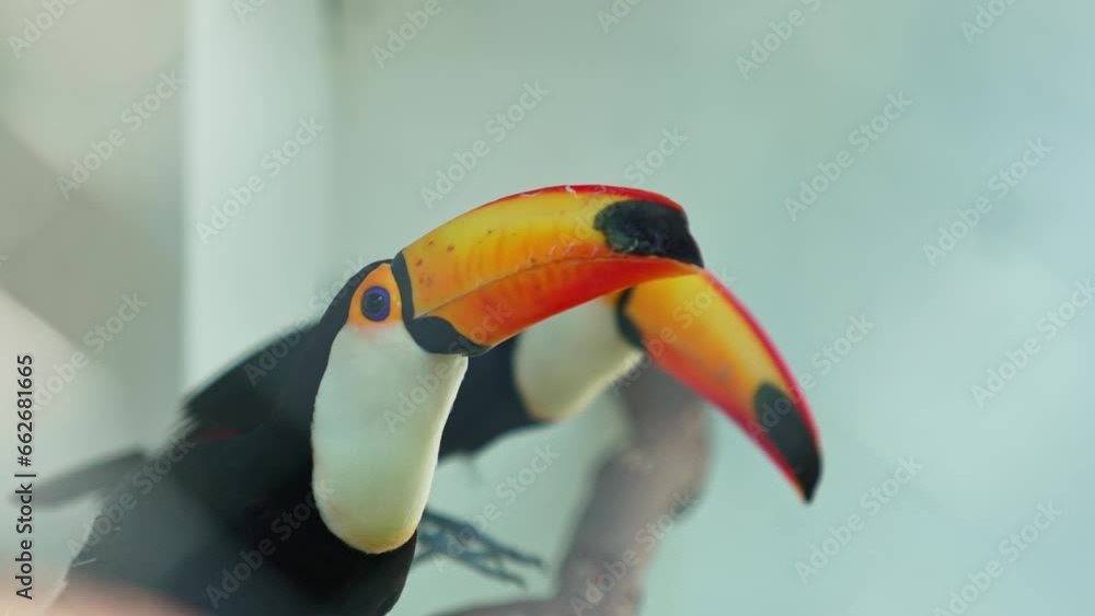 A large, beautiful toucan with a bright yellow beak. Exotic birds in the zoo. A large, beautiful toucan with a bright yellow beak. Exotic birds in the zoo.