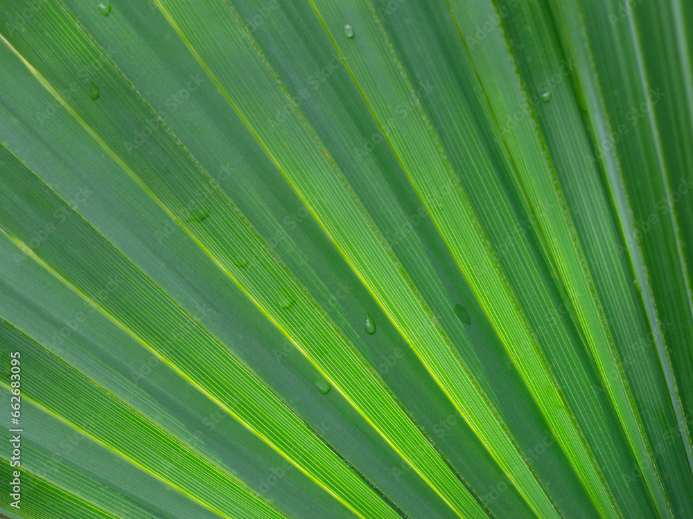 Obraz premium The veins of a plant creating a pattern of lines and texture.