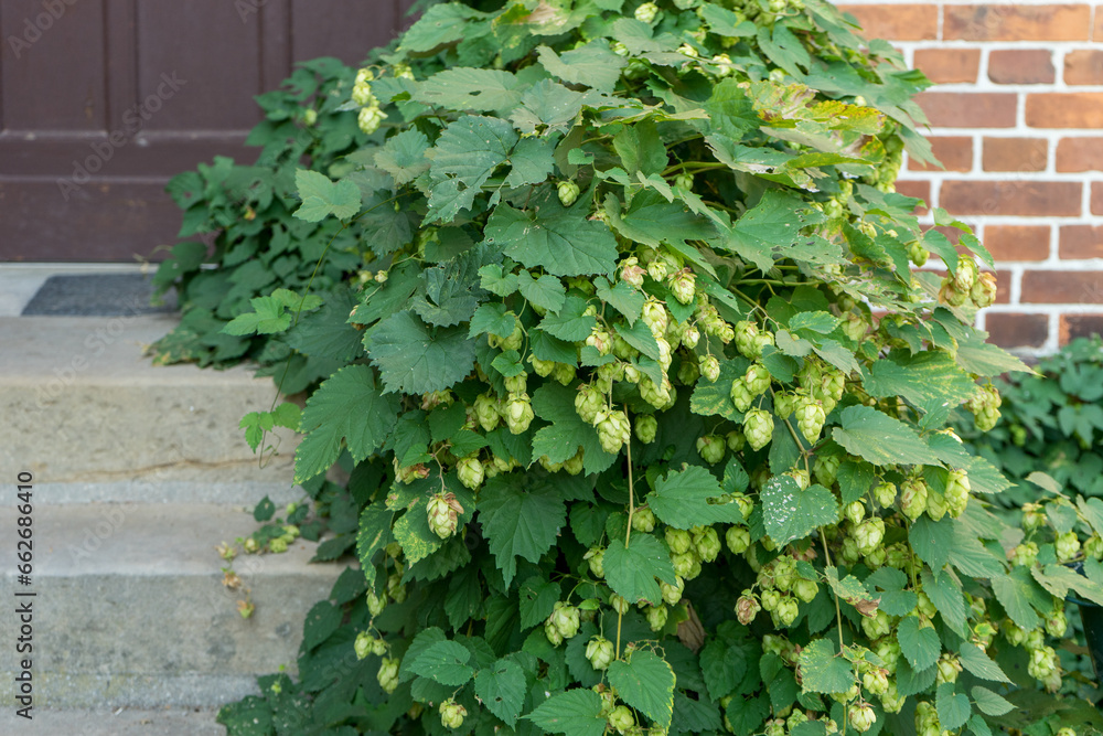 Hop plant with hop flowers in front of a brick wall Hop plant with hop flowers in front of a brick wall