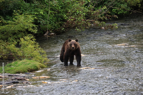 Grizzly at Hyder, Alaska