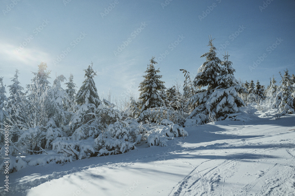 Fototapeta premium Snow covered trees at ski hill