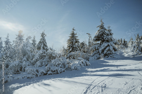 Snow covered trees at ski hill