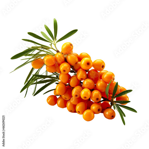 Sea buckthorn on a white background isolated PNG