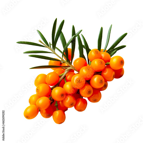 Sea buckthorn on a white background isolated PNG