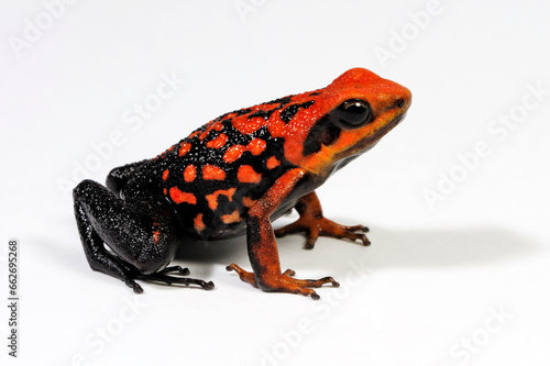 Silverstone's poison frog // Roter Prachtgiftfrosch (Ameerega silverstonei / Epipedobates silverstonei) 