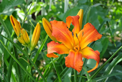 Canvas Print Hemerocallis 'Primal Scream' in flower.