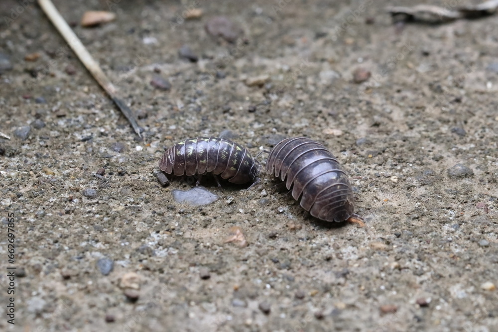 Close-up of Roly poly Close-up of Roly poly