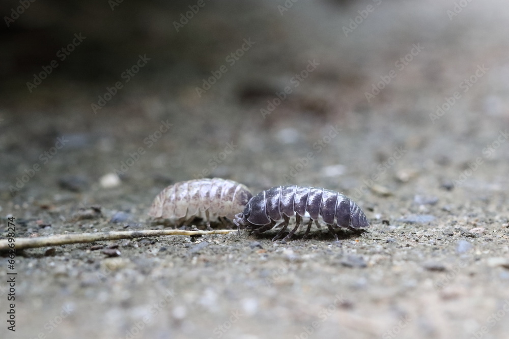 Close up of roly poly on the ground Close up of roly poly on the ground