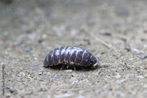 Close-up of Roly poly  