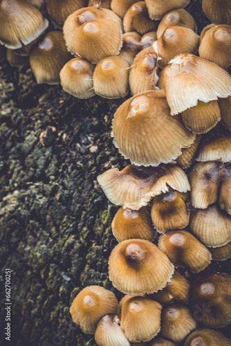 Mycena Inclinata Fungi In Piddington Wood, Buckinghamshire