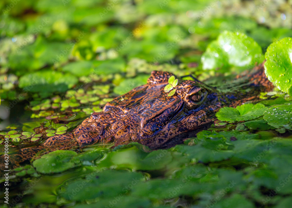 Obraz premium Spectacled Caiman (Caiman crocodilus) spotted outdoors