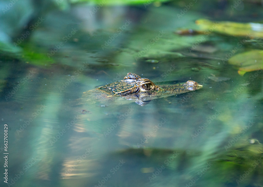 Spectacled Caiman (Caiman crocodilus) spotted outdoors Spectacled Caiman (Caiman crocodilus) spotted outdoors