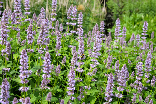 Purple Anise Hyssop in flower.