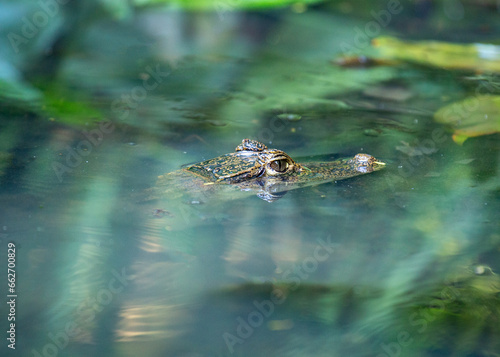 Spectacled Caiman (Caiman crocodilus) spotted outdoors © fluffandshutter
