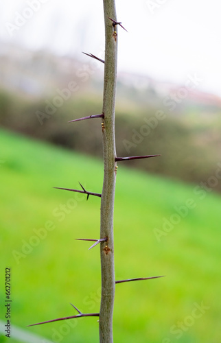 Detail of acacia tree, The stems of acacia have thorns. The leaves are small and have a pungent odor. The young leaves or the tops of the three leaves can be eaten. Popular to cook many kinds of food. © mestock
