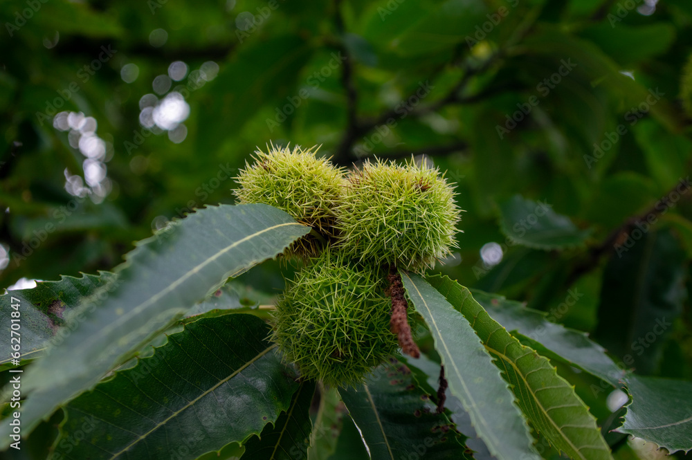 Castanea sativa ripening fruits in spiny cupules, edible hidden brown tasty seed nuts hanging on tree branches, green leaves