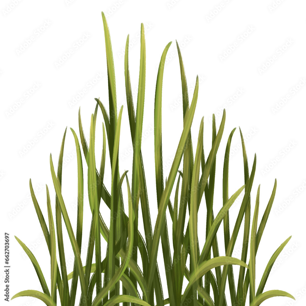 Illustration of organic fresh green grass for decoration Illustration of organic fresh green grass for decoration