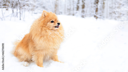 Pomeranian German red ginger spitz on cold snow in park. Purebred dog walks in winter forest. banner, copy space, place for text © Елена Якимова