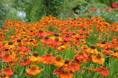 Orange Helenium sneezeweed 'Sahin's Early Flowerer' in flower. © Alexandra