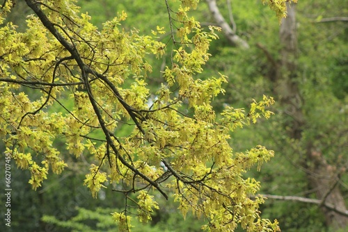 Spring Tree Branch