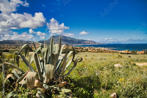 Agave americana against a backdrop of lush green vegetation, basking in the sun atop a hill