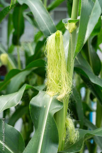 Young corn that has not fully developed yet on the corn plant