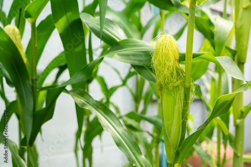 Young corn that has not fully developed yet on the corn plant