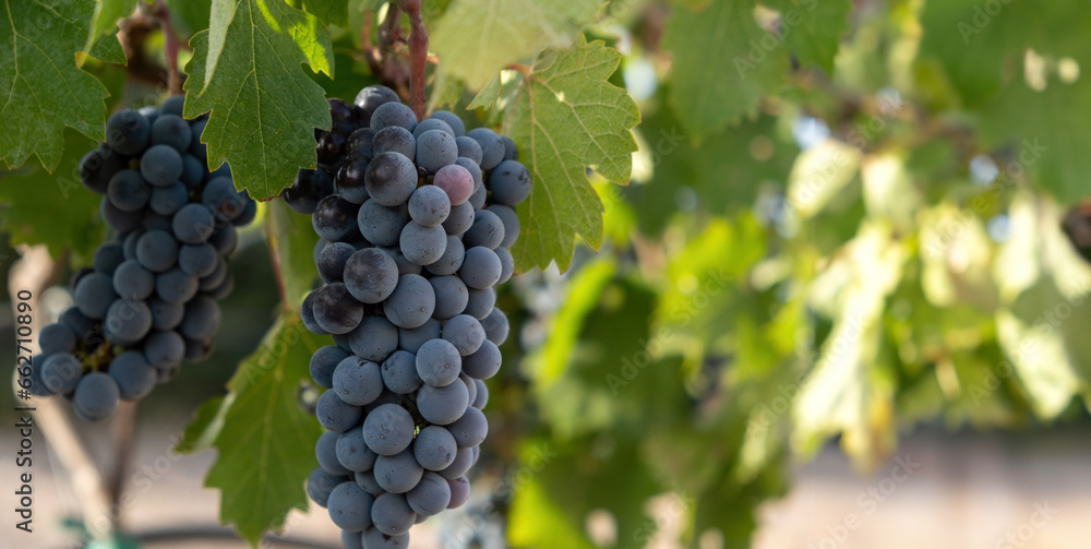 Vineyard grapevine background. Black grape, bunch of organic dark grape on branch. Blur background. Vineyard grapevine background. Black grape, bunch of organic dark grape on branch. Blur background.