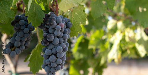 Vineyard grapevine background. Black grape, bunch of organic dark grape on branch. Blur background.