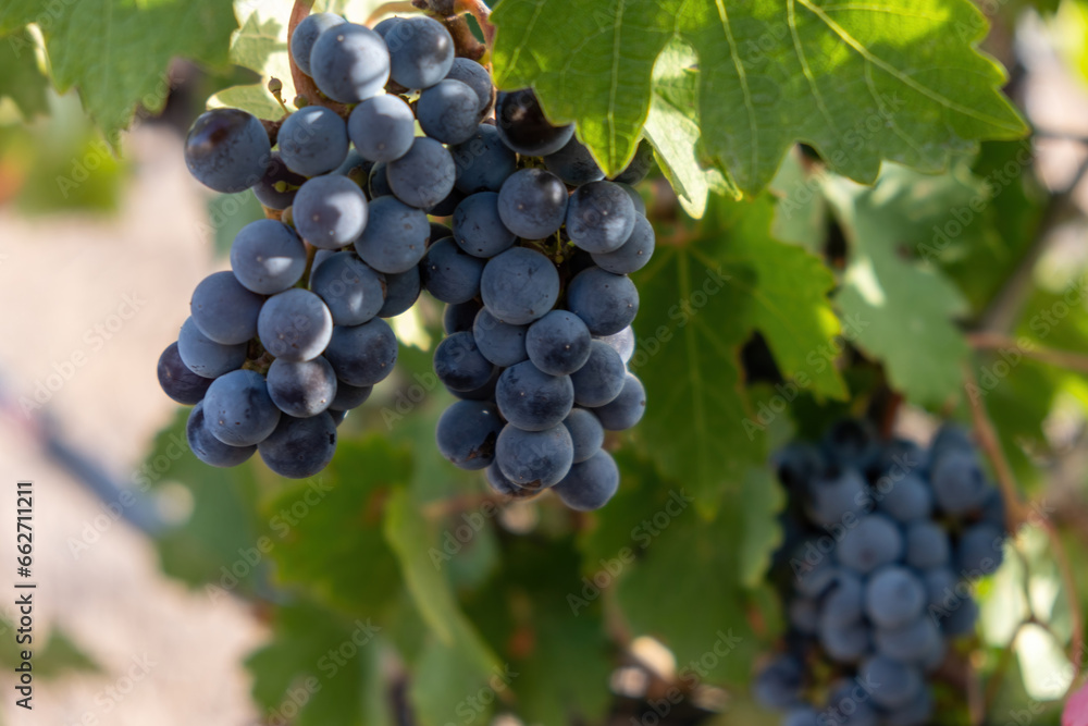 Vineyard grapevine background. Black grape, bunch of organic dark grape on branch. Blur background.